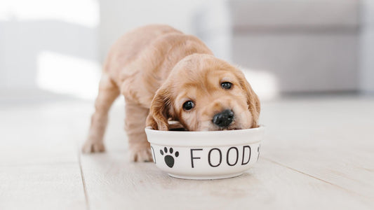 A Guide to Crafting a Well-Balanced Diet for Your Dog