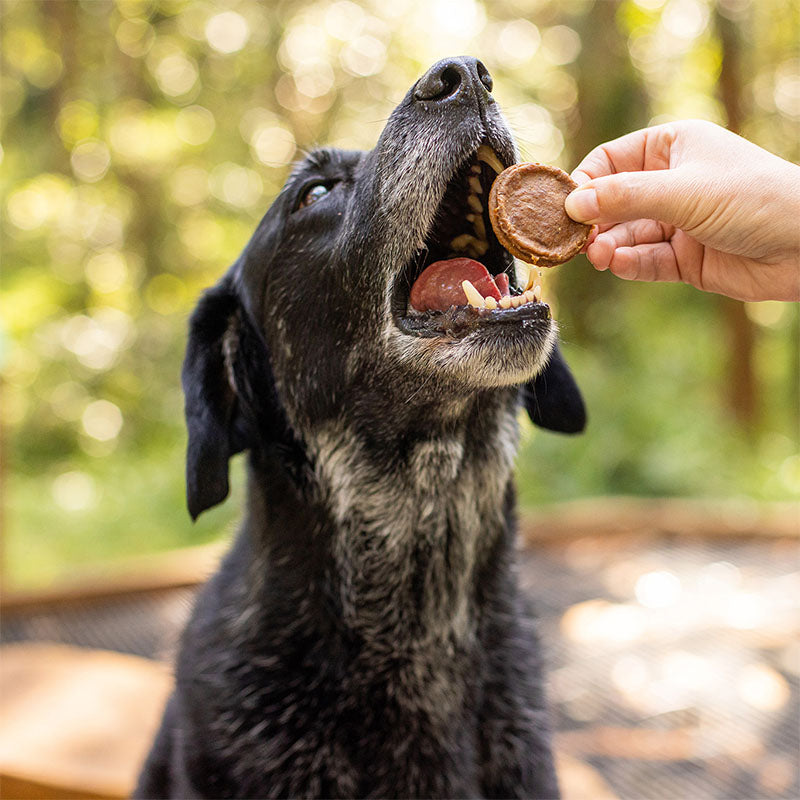 Aussie Mini Burgers - real photo - chicken dog treats - All Barks 