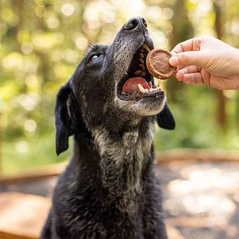 Aussie Mini Burgers - real photo - chicken dog treats - All Barks