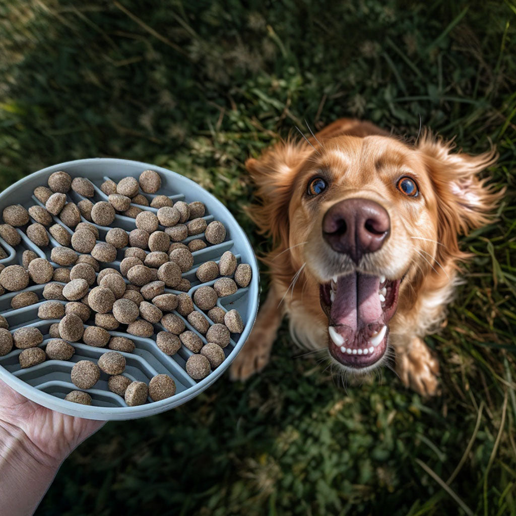 All Barks Slow Feeder Dog Bowl with dog food kibble