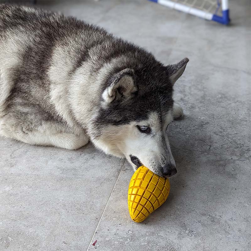Real photo of All Barks interactive dog toy in use with Siberian Husky