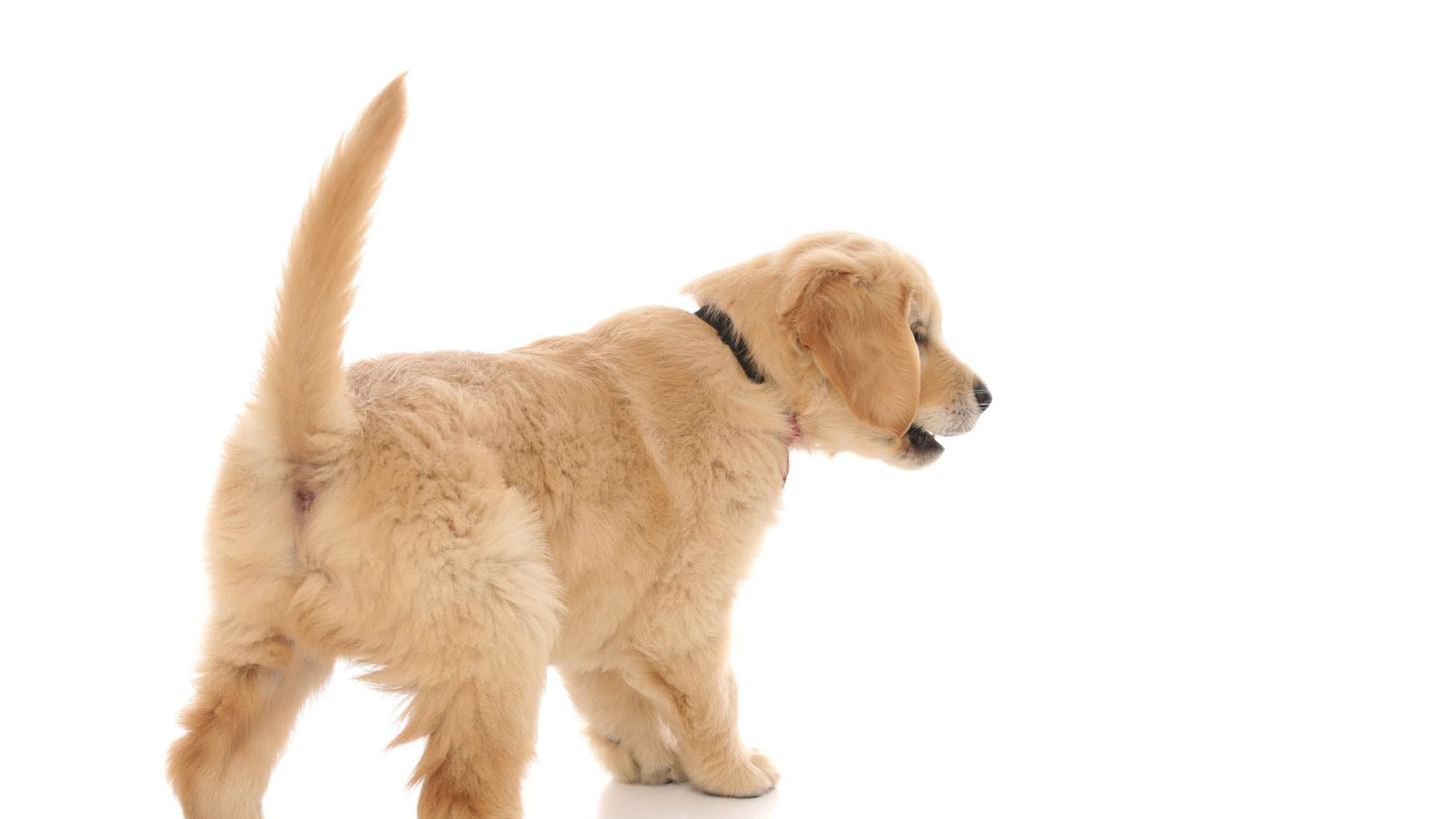 The Science Behind Why Dogs Wag Their Tails All Barks
