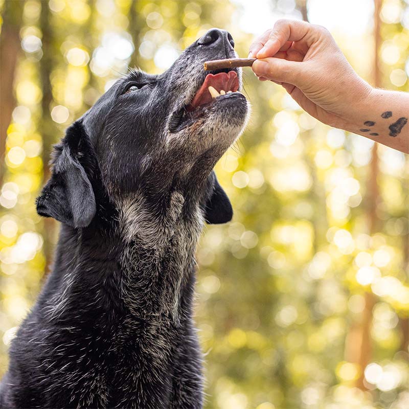 Dog eating beef dog treats - Aussie Mini Snags - real photo - All Barks 